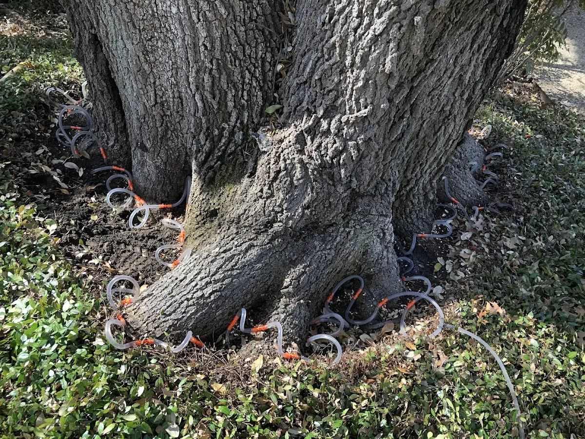 Detailed Tree Cabling and Bracing job site in Scioto Furnace