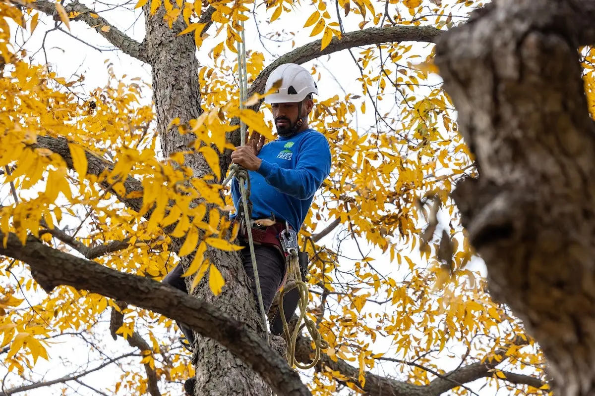 Skilled Tree Pruning crew working in Scioto Furnace